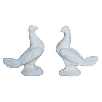 Pigeons Paon gauche et droite PM